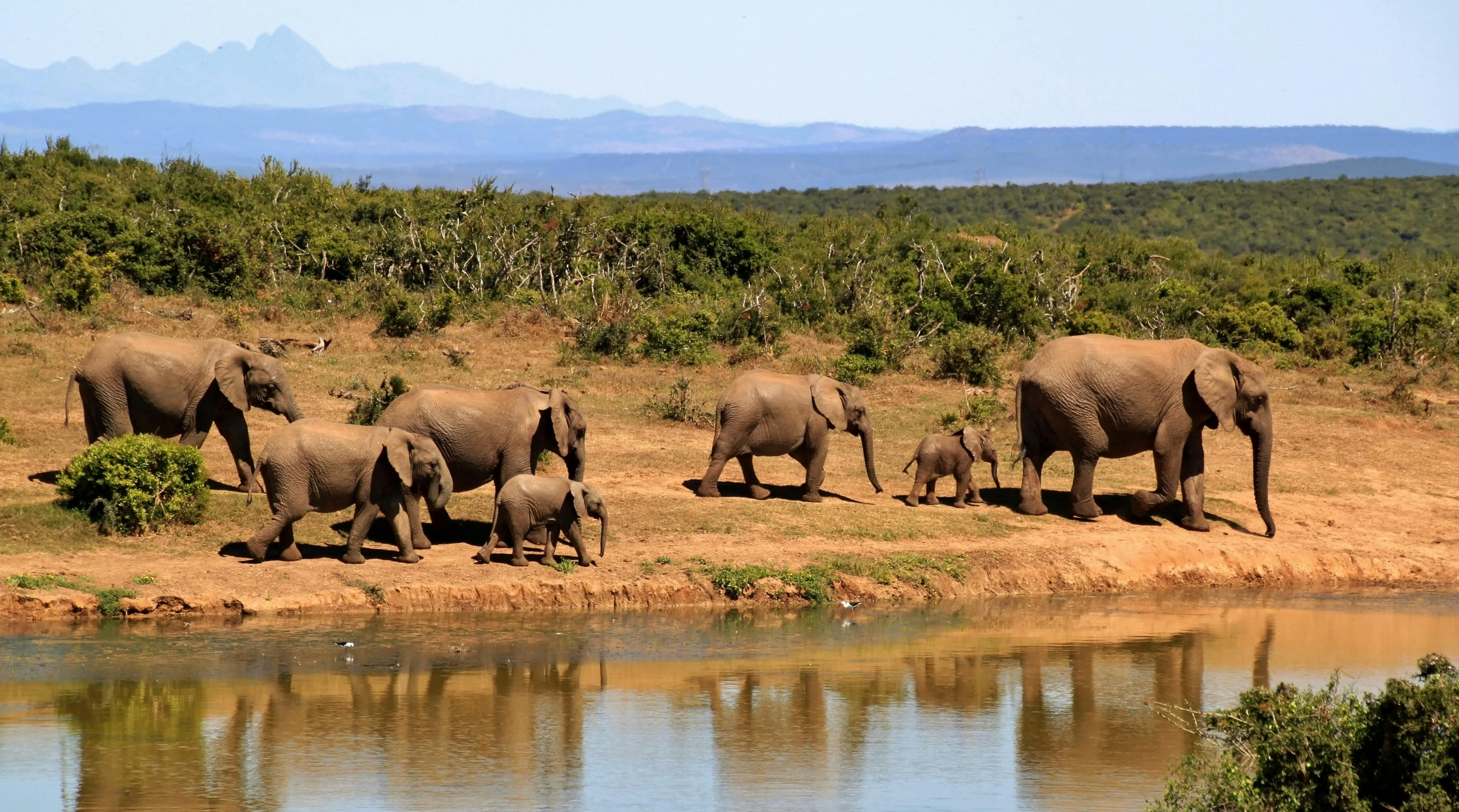 Image of wildlife in the African savanna at sunset